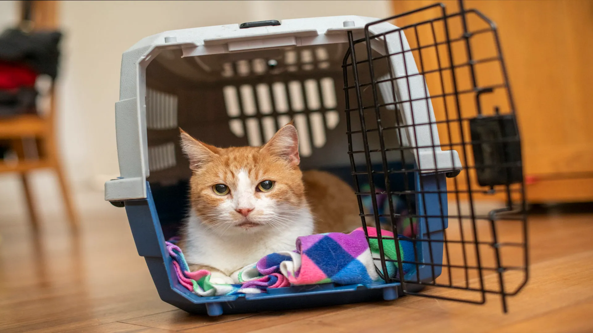 Combien de temps un chat peut rester dans une cage ?