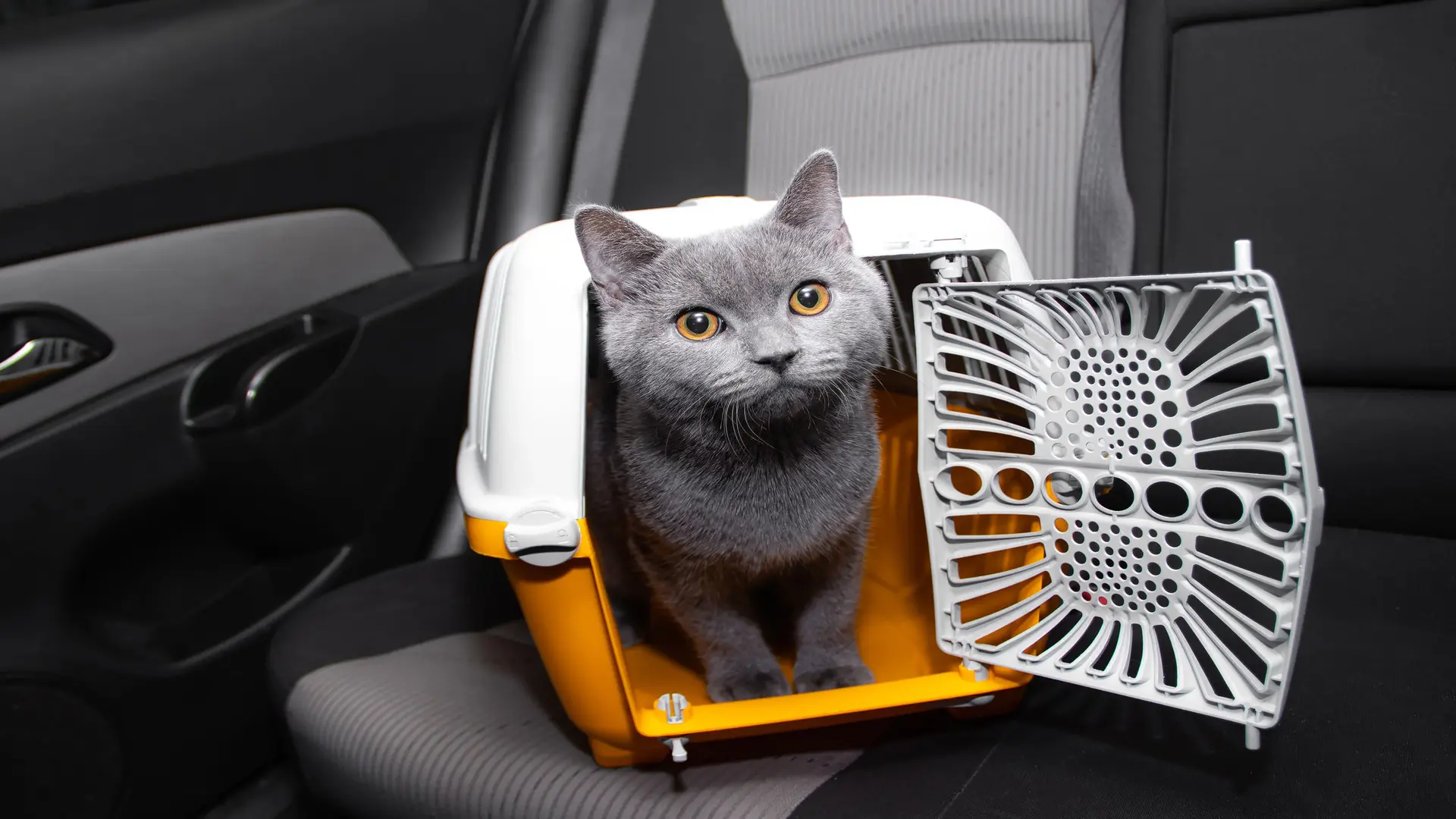 Comment calmer un chat qui miaule en voiture ?