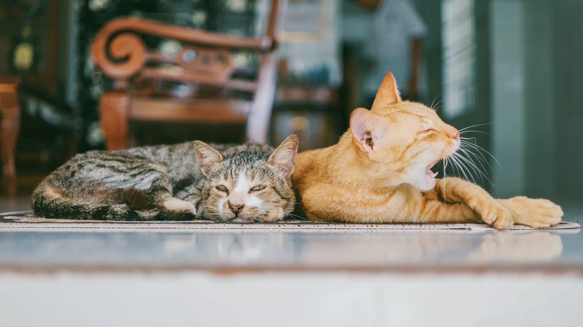 Comment savoir si 2 chats s'entendent ?