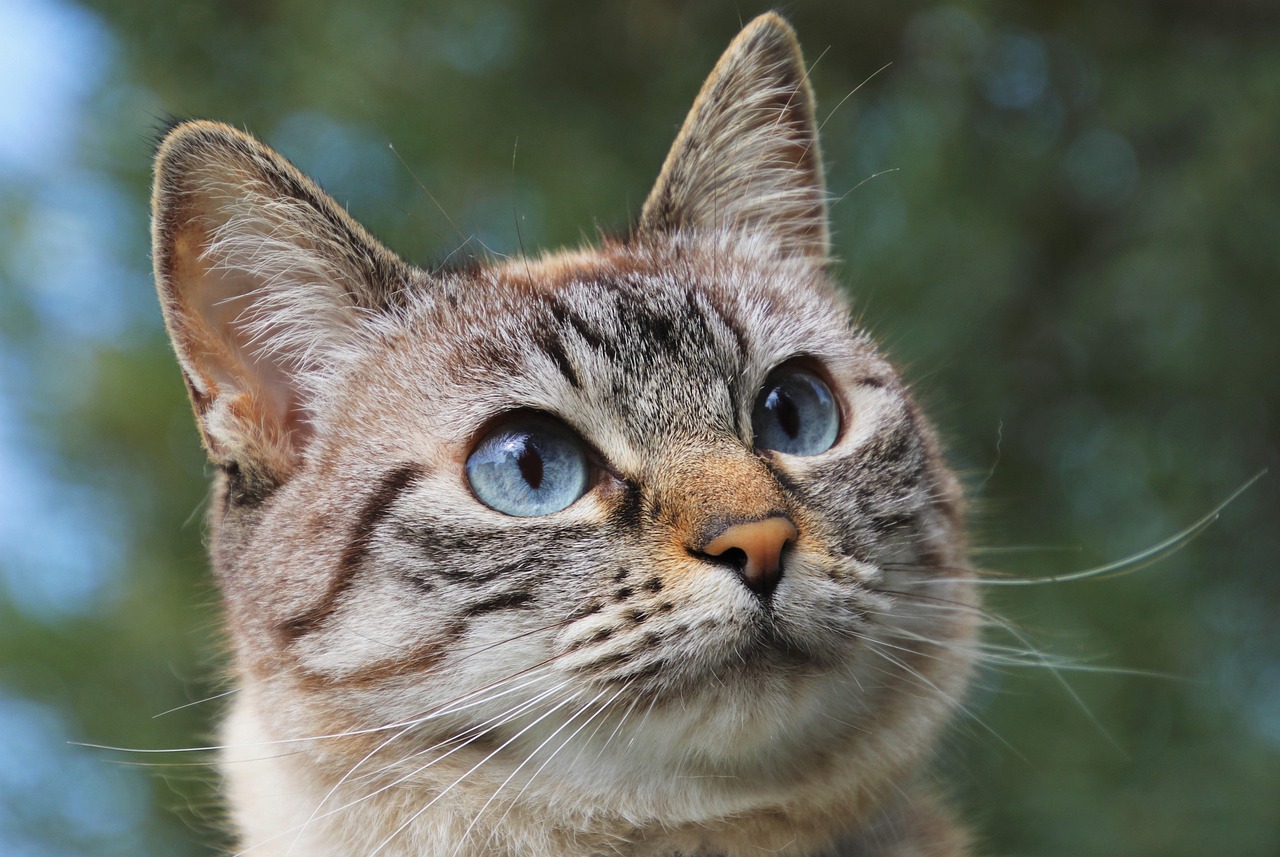 g82db71012025a4f4a931544f61855941e7685504be768176c033dd7b6c2a1499b0d4fd0b85986f1cb3e438ae31c498b6d3a9e54b7b8b19b3f8bb9427fa227b28 1280